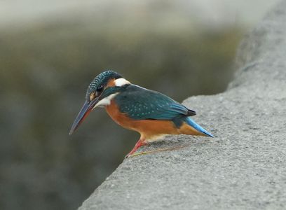 #カワセミ#　狙ってます