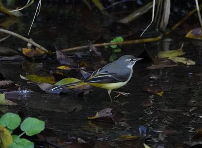 #キセキレイ#　木陰の流れに、黄の影