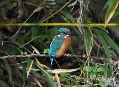 #カワセミ#　竹の間から、青い宝石