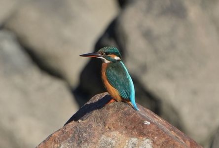 #カワセミ#　第1幕：「水辺のスナイパー、任務遂行」