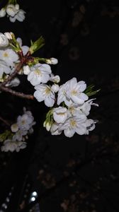 豊洲運河の夜桜