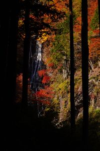 秋真っ只中な唐沢の滝