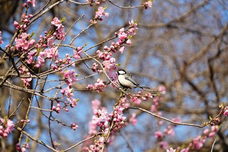 桃とシジュウカラ