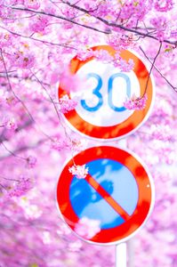 道路標識でさえも美しく見せる桜の魔法。