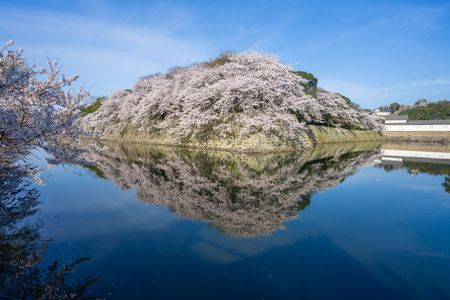 桜・水鏡（滋賀県）