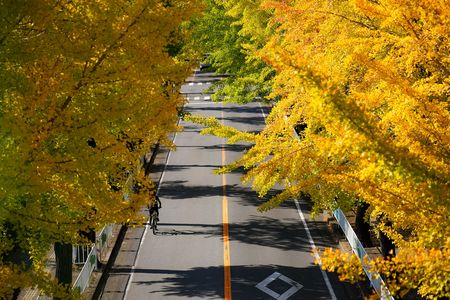 銀杏色づき始め（奈良県）