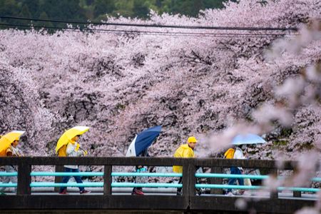 桜雨（京都府）