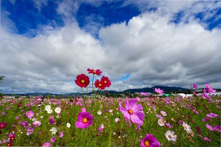 明と暗・秋桜（京都府）