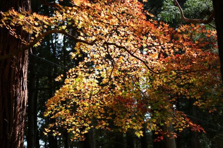 日光東照宮での紅葉
