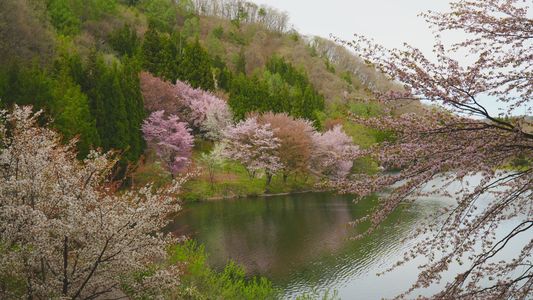 桜の風景　中綱湖