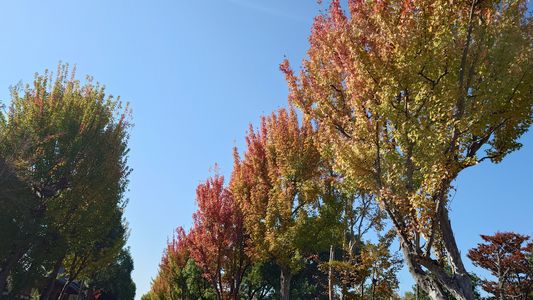 とある日に散歩した秋晴れ