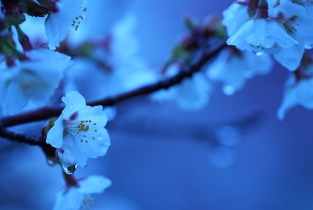 雨と桜