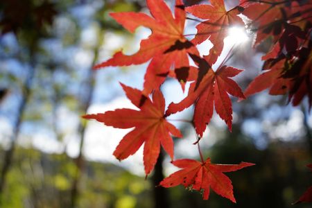 摩耶山の紅葉の始まり