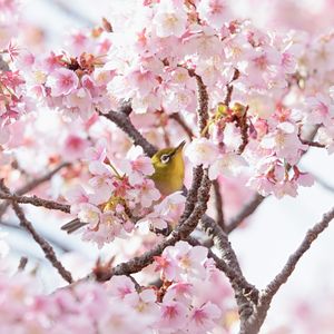 桜の衣装