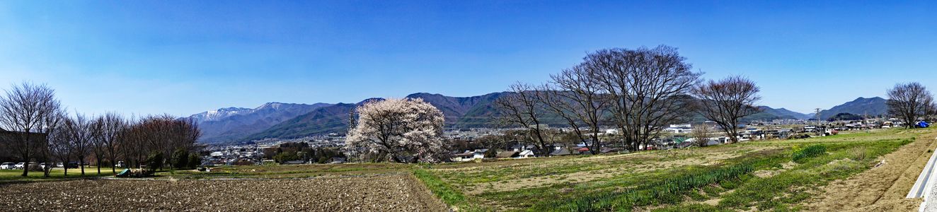 長野の１本桜