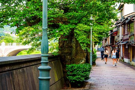 歴史ある街中の大木