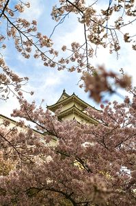 明石城と満開の桜