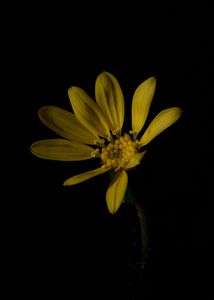 いいマクロレンズを作りましたね。