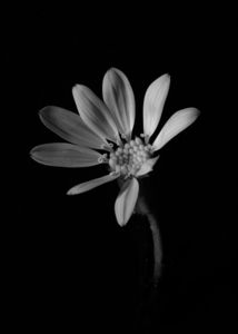 いいマクロレンズを作りましたね。