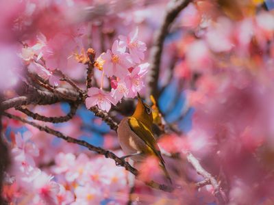 河津桜とメジロです。