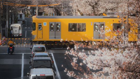 新井薬師前の桜と西武新宿の電車