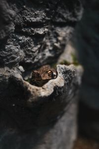 岩の隙間のカエル