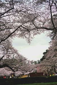 ハート桜🌸