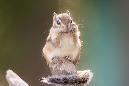 可愛く撮ってよ！