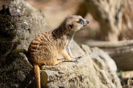 ミーアキャット