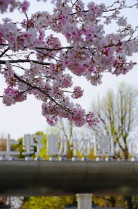 上野動物園と桜