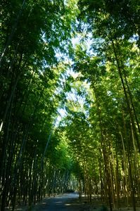 ようこそ、竹の世界へ
