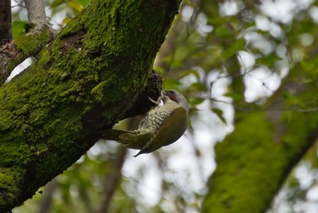 いつもの公園（アオゲラ）