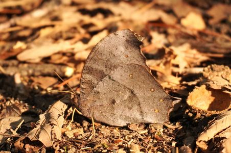 葉っぱにしか見えませんよ、クロコノマチョウさん。