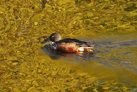 秋色にそまる渡り鳥さんたち。