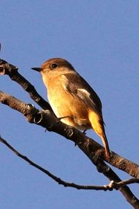 やっぱり可愛いですね、ジョウビタキさん。