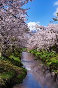 桜満開の忍野八海