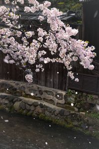桜吹雪 2024 Ⅰ