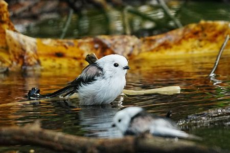 水浴びをするシマエナガたち