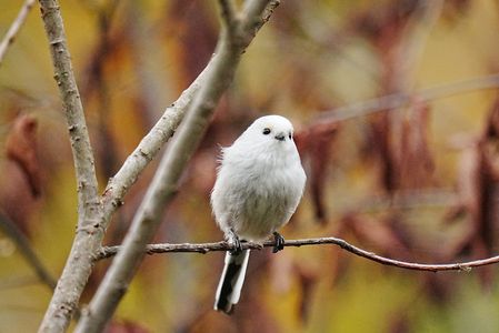 晩秋のシマエナガ　2枚目で跳びます