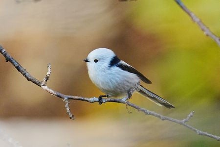 横顔の可愛いシマエナガ