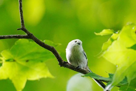 緑の中、首を傾げるシマエナガ