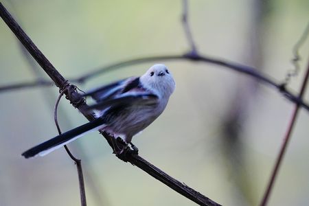 変顔のシマエナガ　2連発