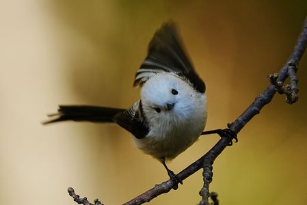 見得を切るシマエナガ