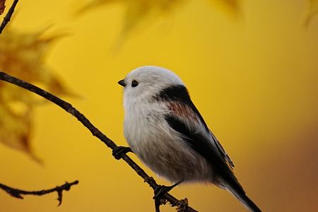 黄色の中のシマエナガ