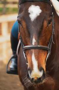 メタセコイアと馬の森