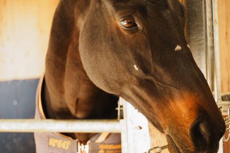 メタセコイアと馬の森