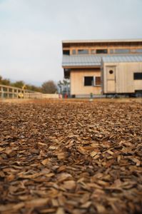 メタセコイアと馬の森