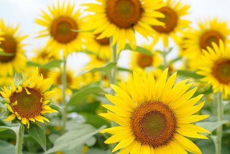 満開のひまわり