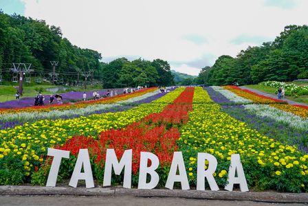 どこまでも続く花畑