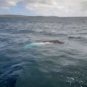 ようやくお顔を見ることができました
